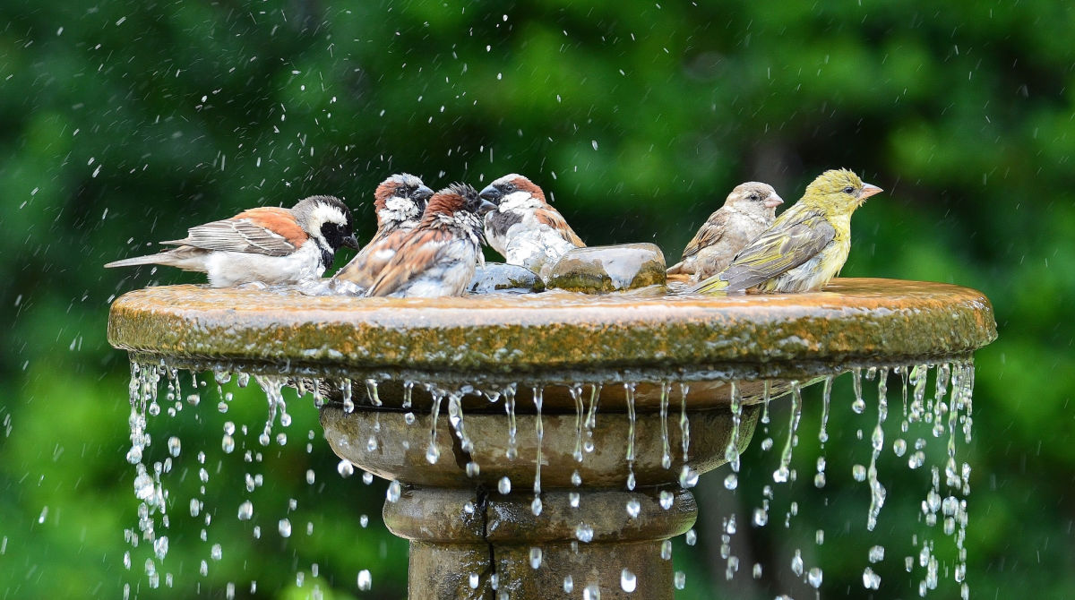 Where in My Garden Should I Place My Birdbath?