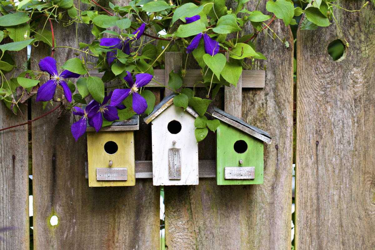 Why Don't Birds Visit My Garden?