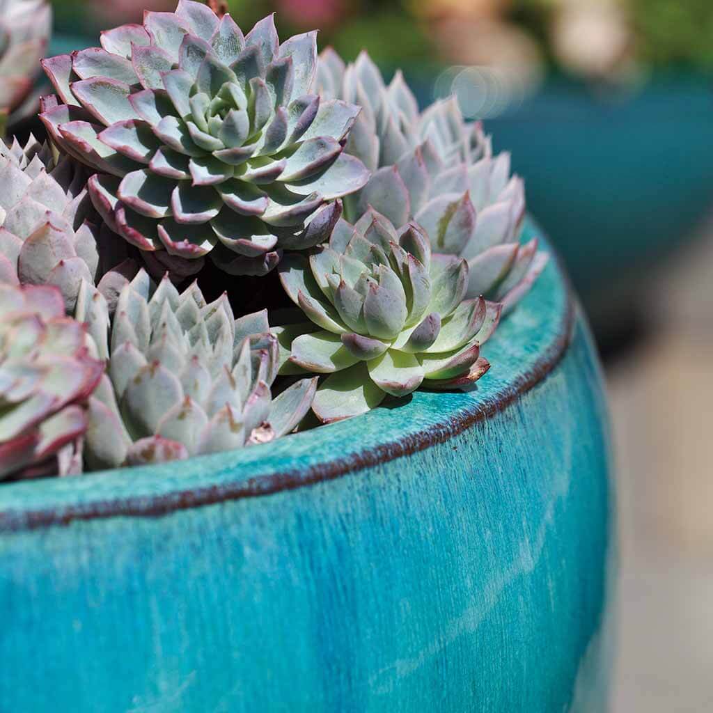Ellesmere Planter || Aqua