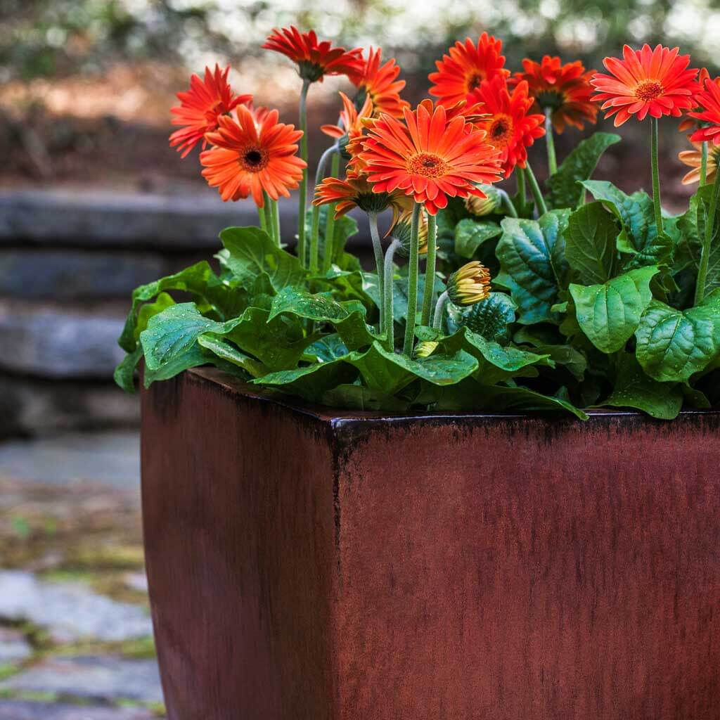 Blake Planter || Maple Red