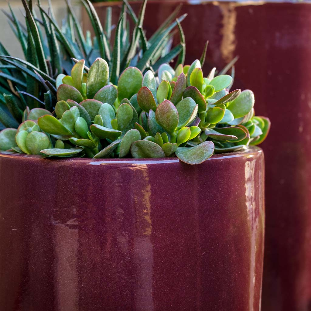 Rioja Planter || Plum