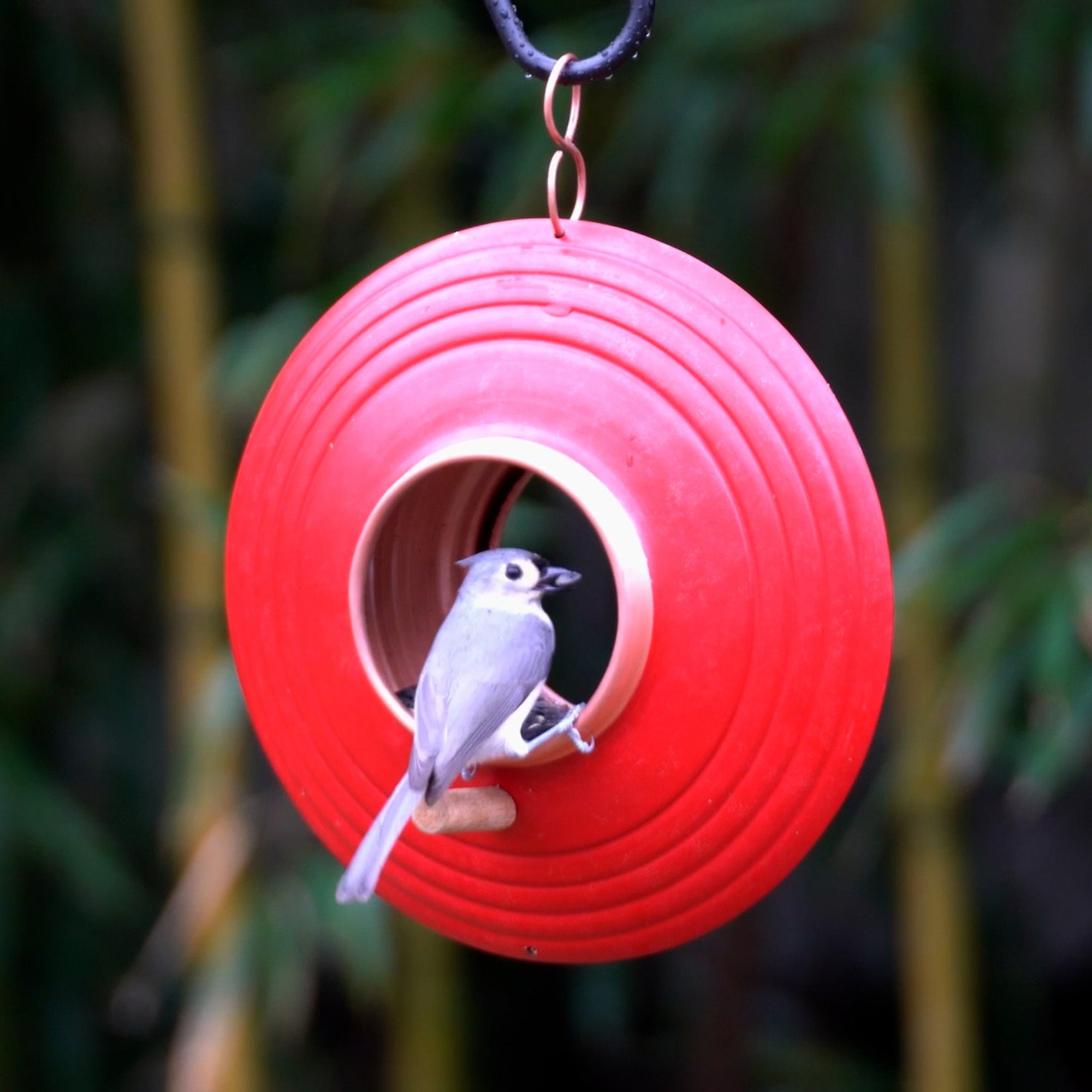Mojave Fly-Thru Bird Feeder