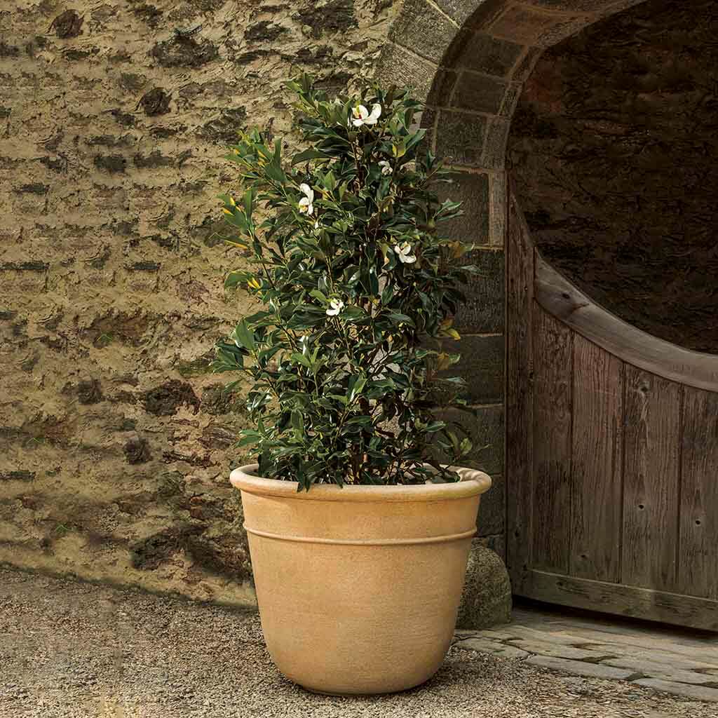 Carema Planter - Extra Large