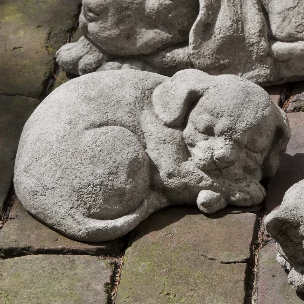 Small Curled Dog