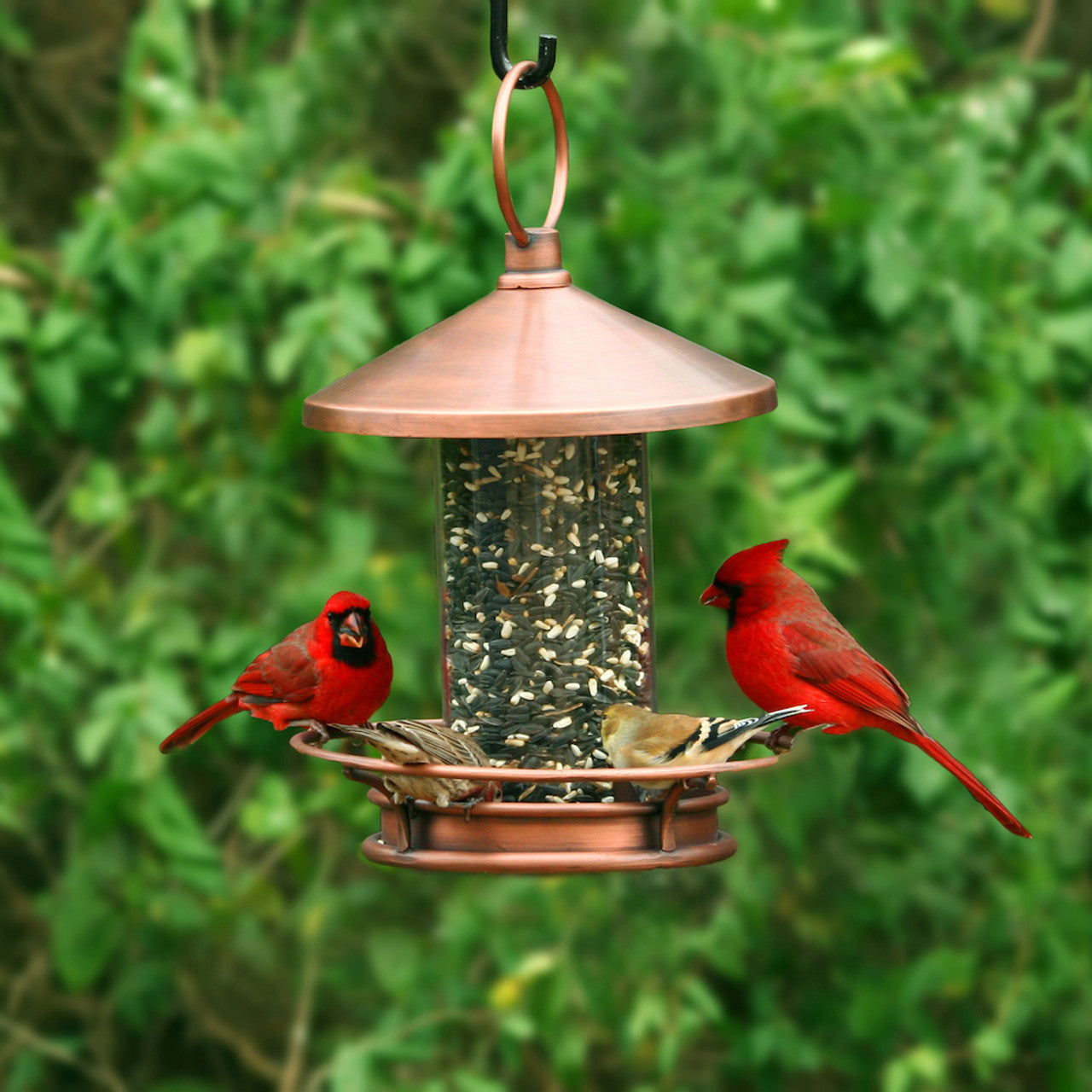 brassbirdhousecardinals.jpg