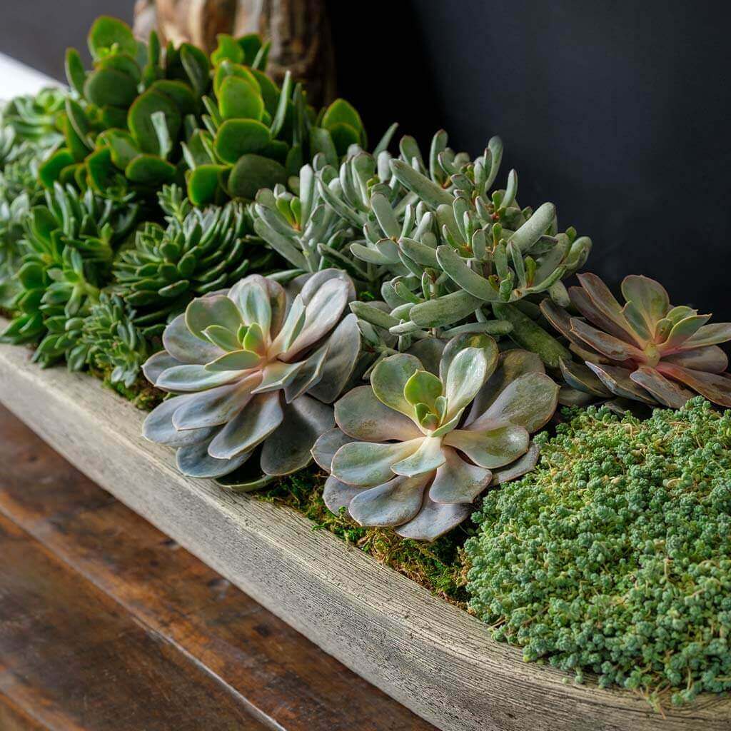 Barca Planter, Large