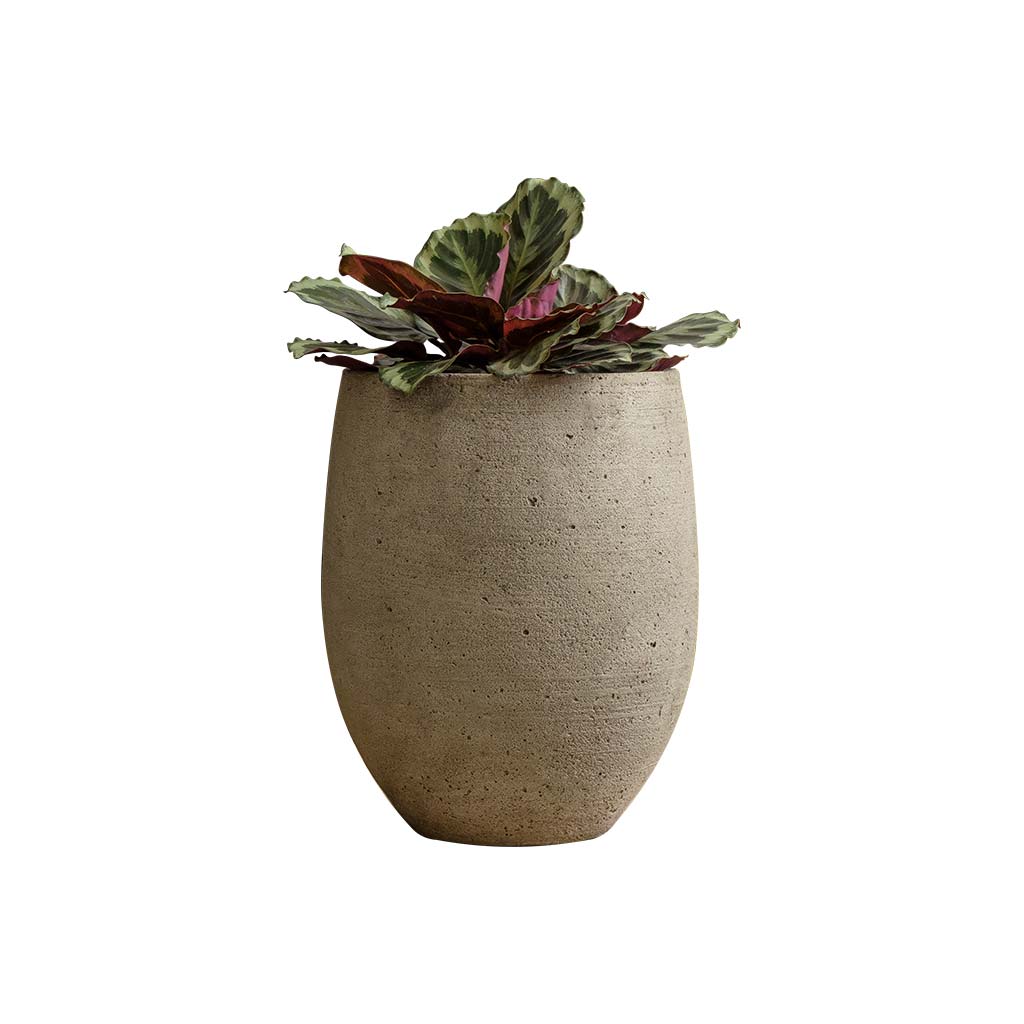 Bebel Planter