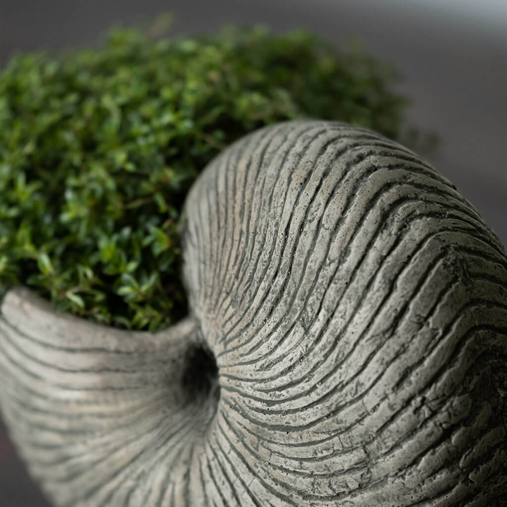 Ammonite Planter