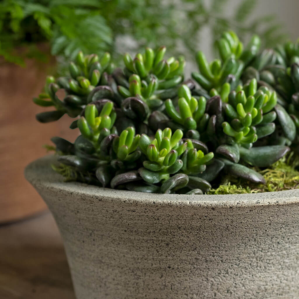 Bulb Planter