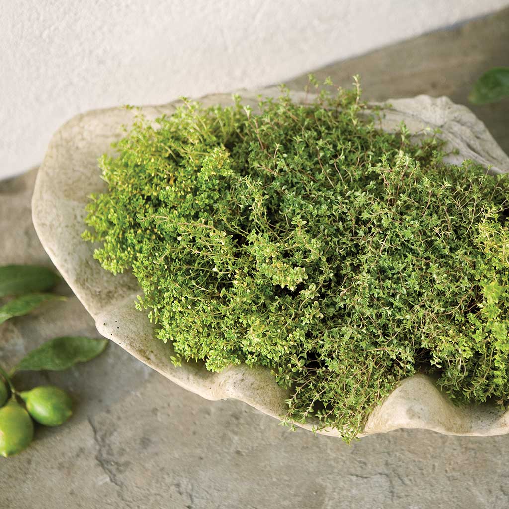 South Seas Planter