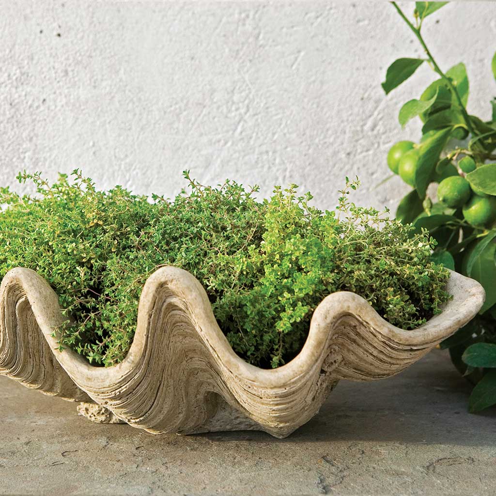 South Seas Planter
