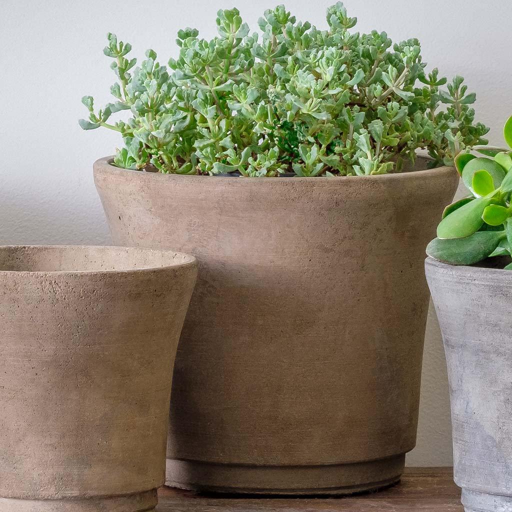 Cloche Planter - Terrace