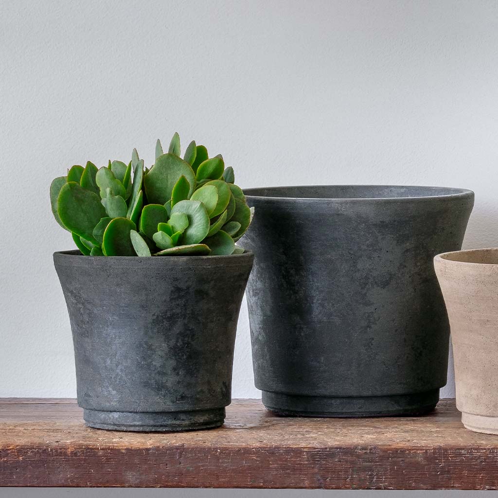 Cloche Planter - Terrace