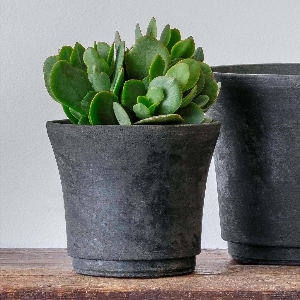 Cloche Planter - Terrace