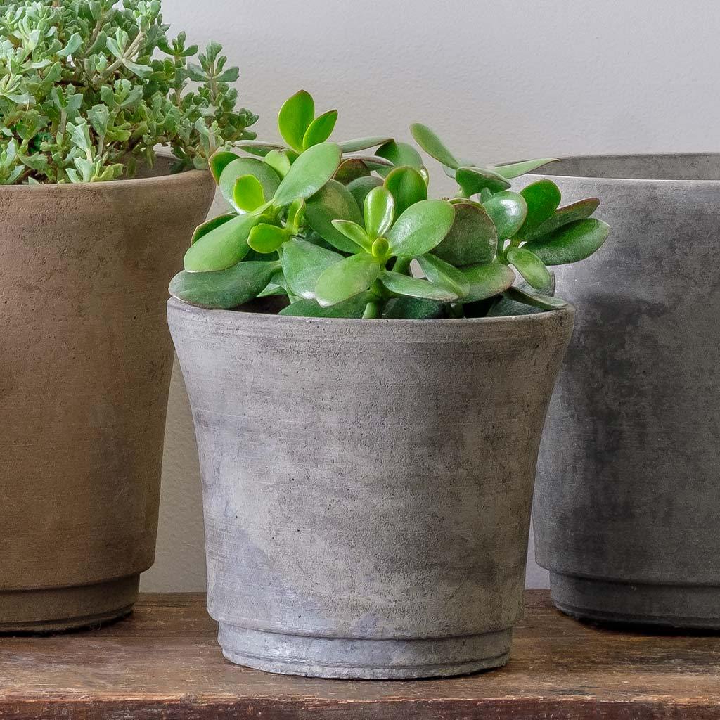 Cloche Planter - Terrace