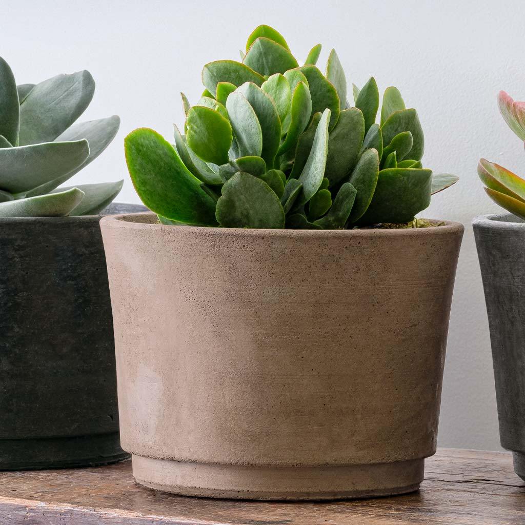Cloche Planter - Terrace