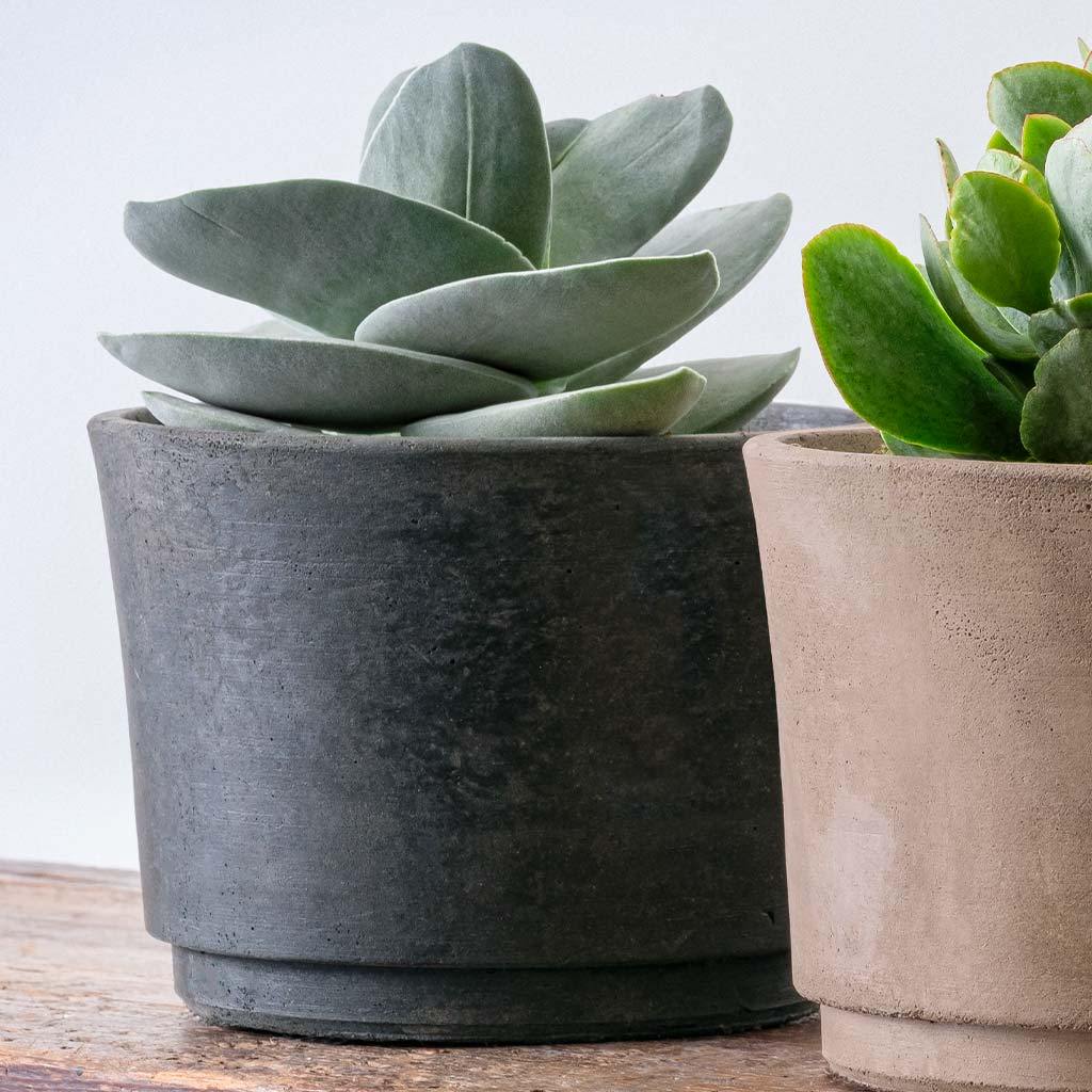 Cloche Planter - Terrace