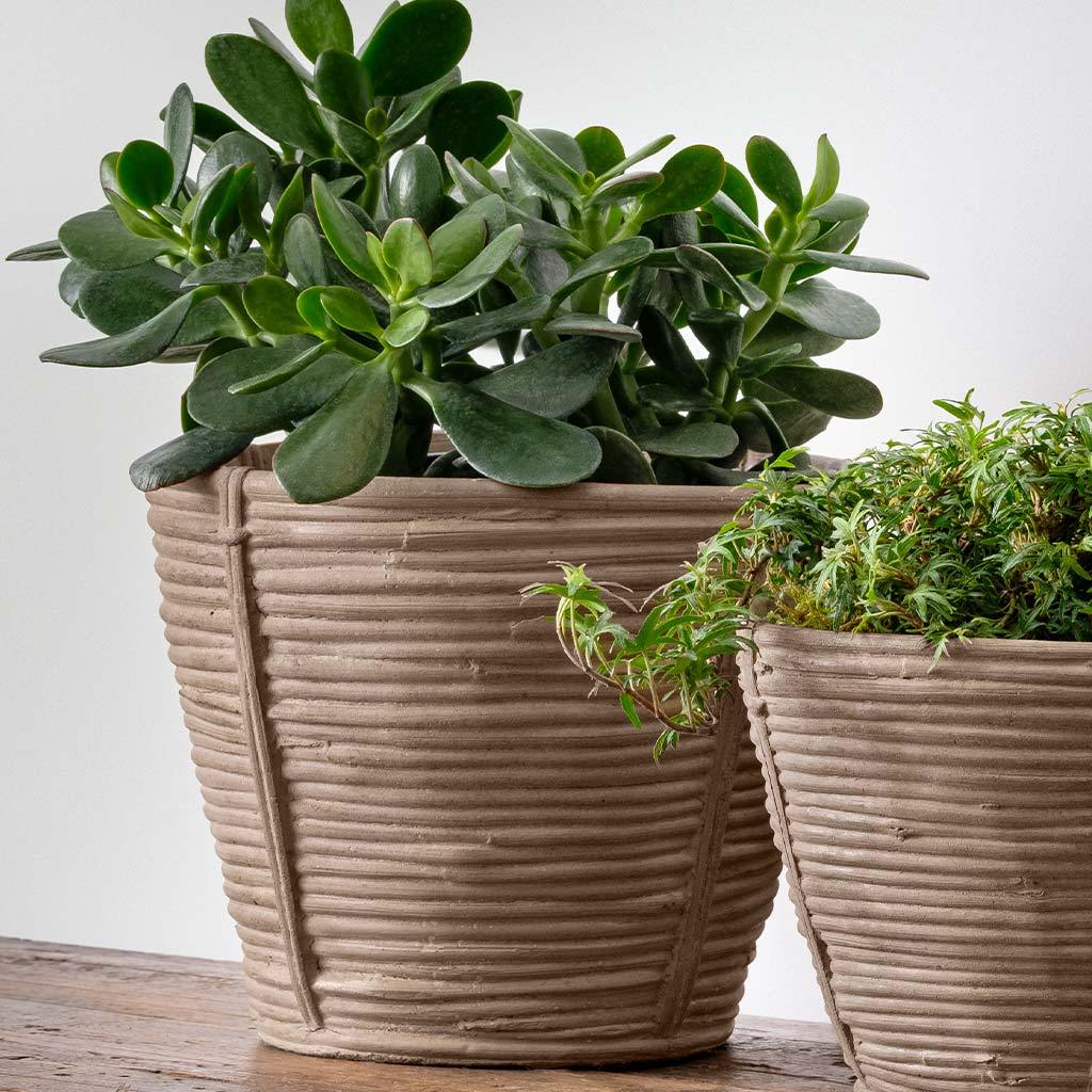 Reed Planter