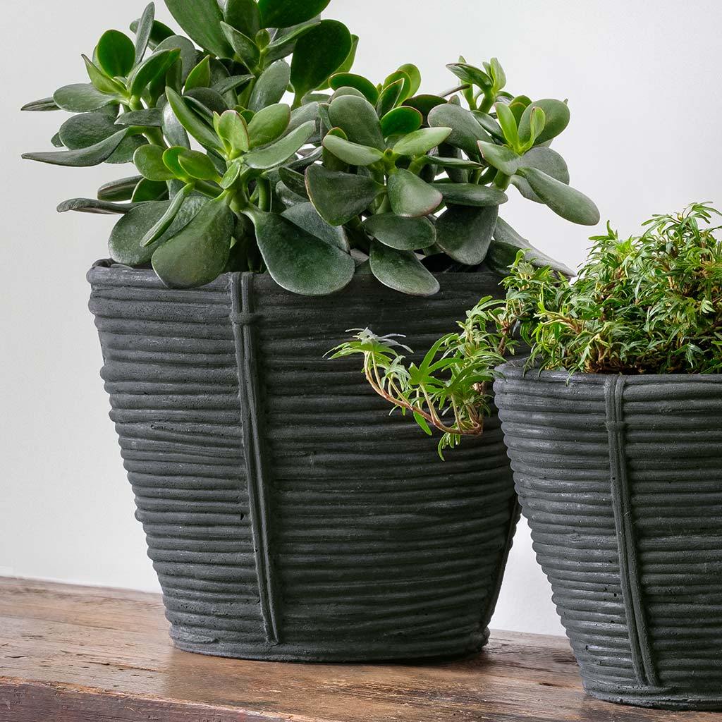 Reed Planter