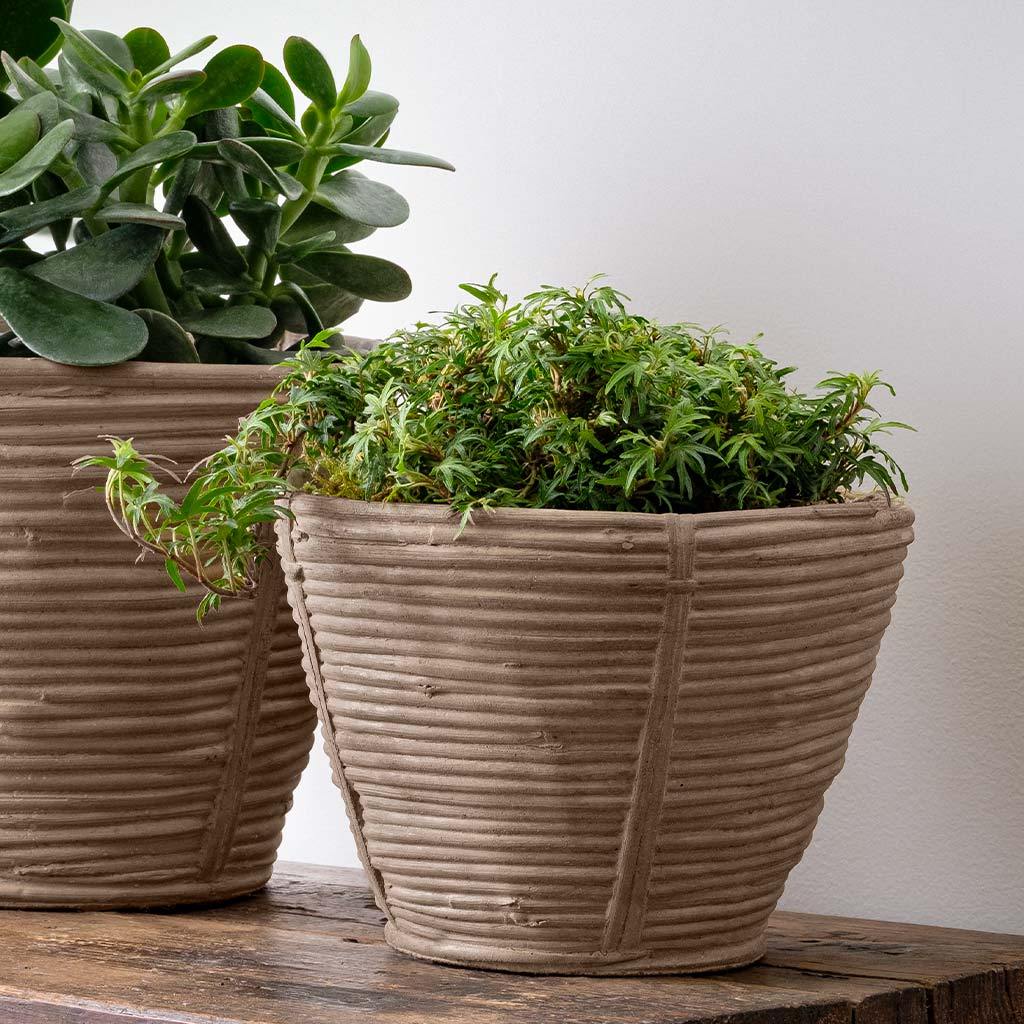 Reed Planter