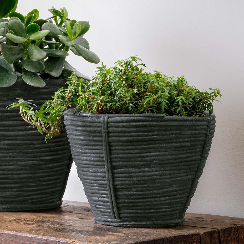 Reed Planter