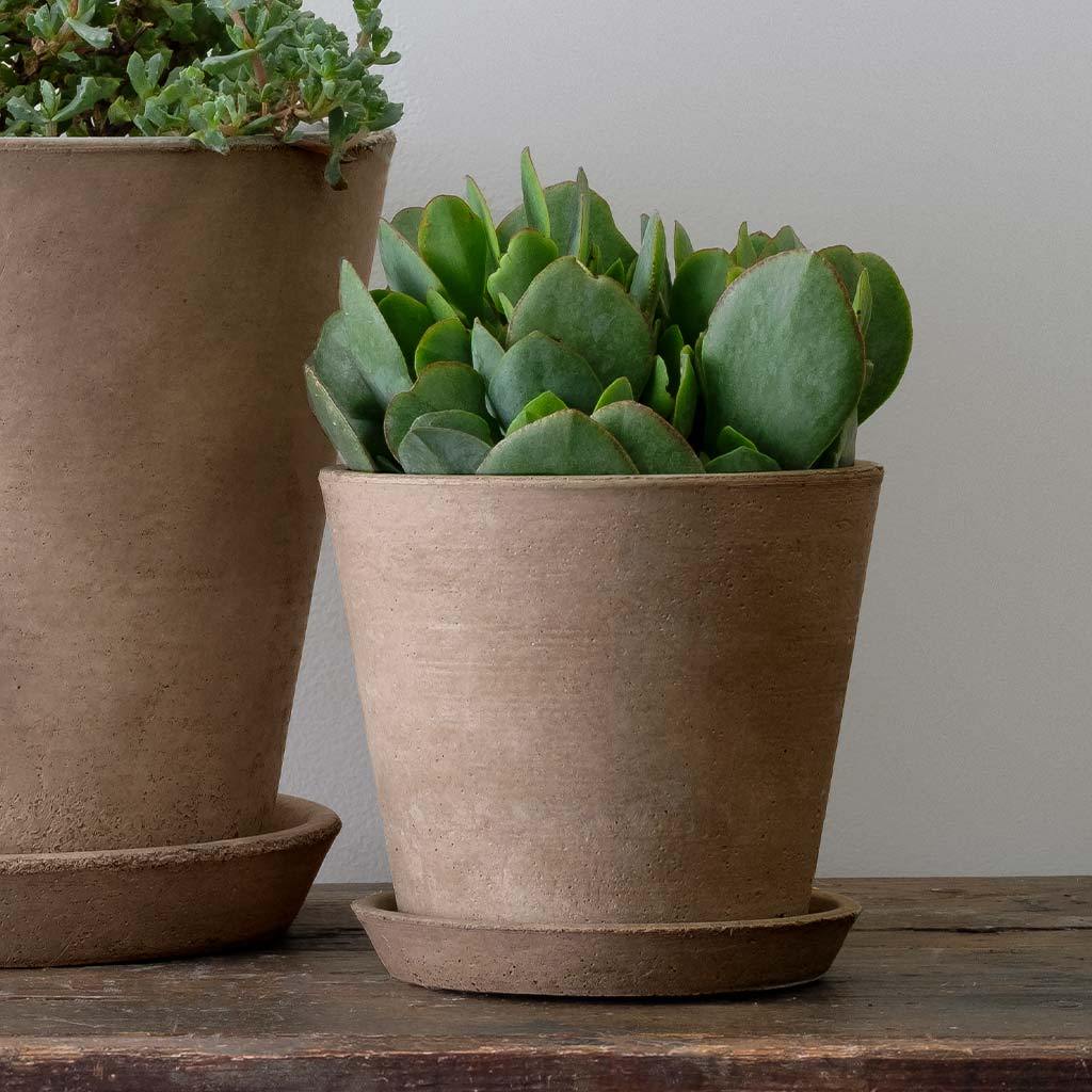 Essential Planter