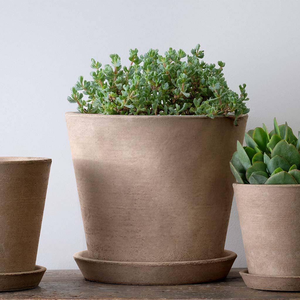 Essential Planter