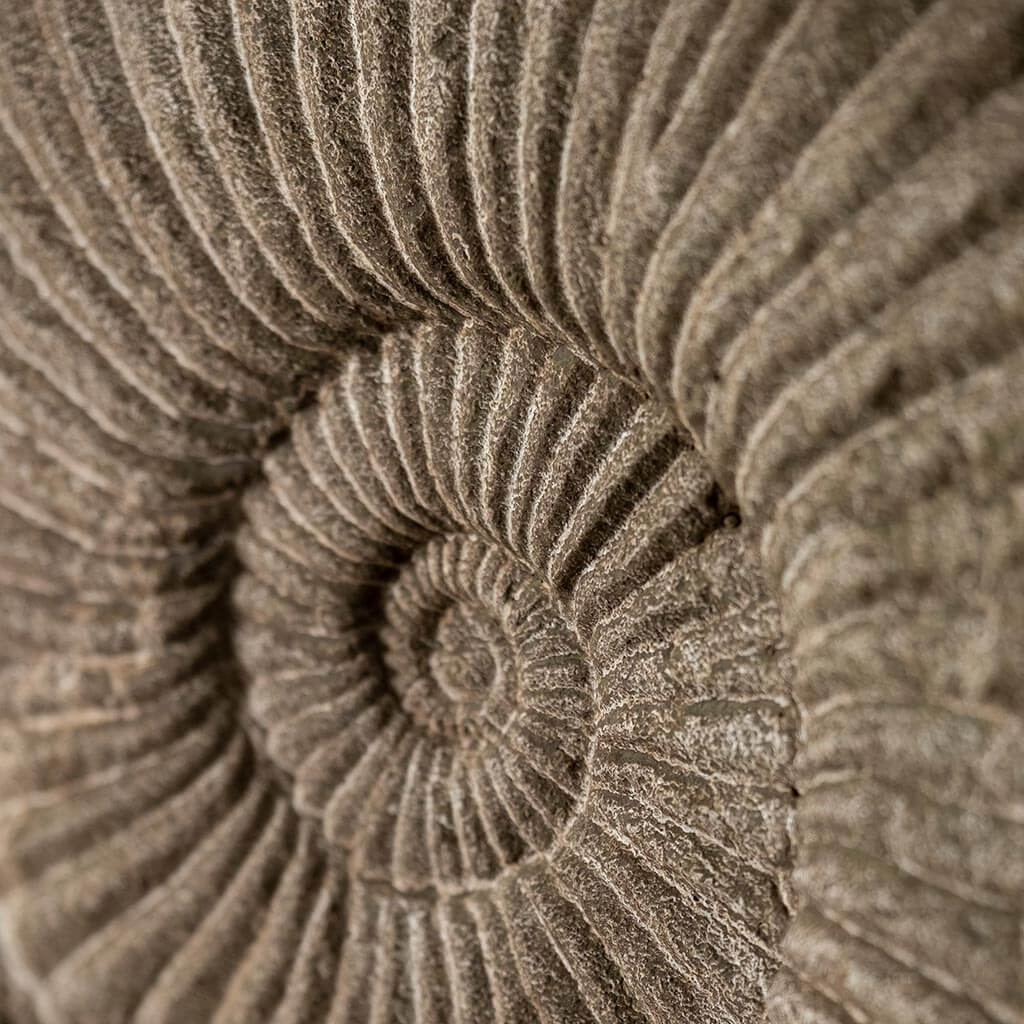 Ammonite, Medium