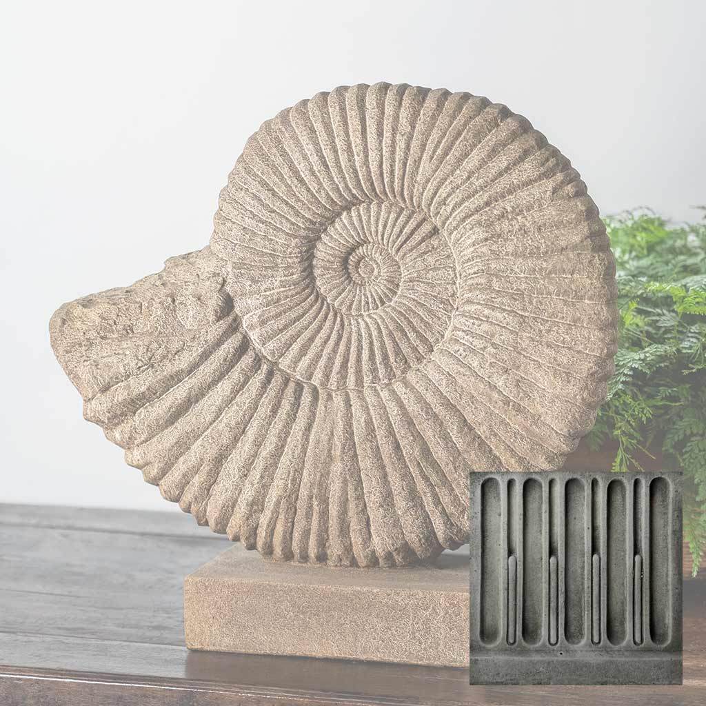 Ammonite, Medium
